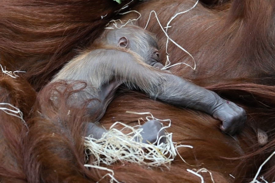 Mládě orangutana sumaterského
