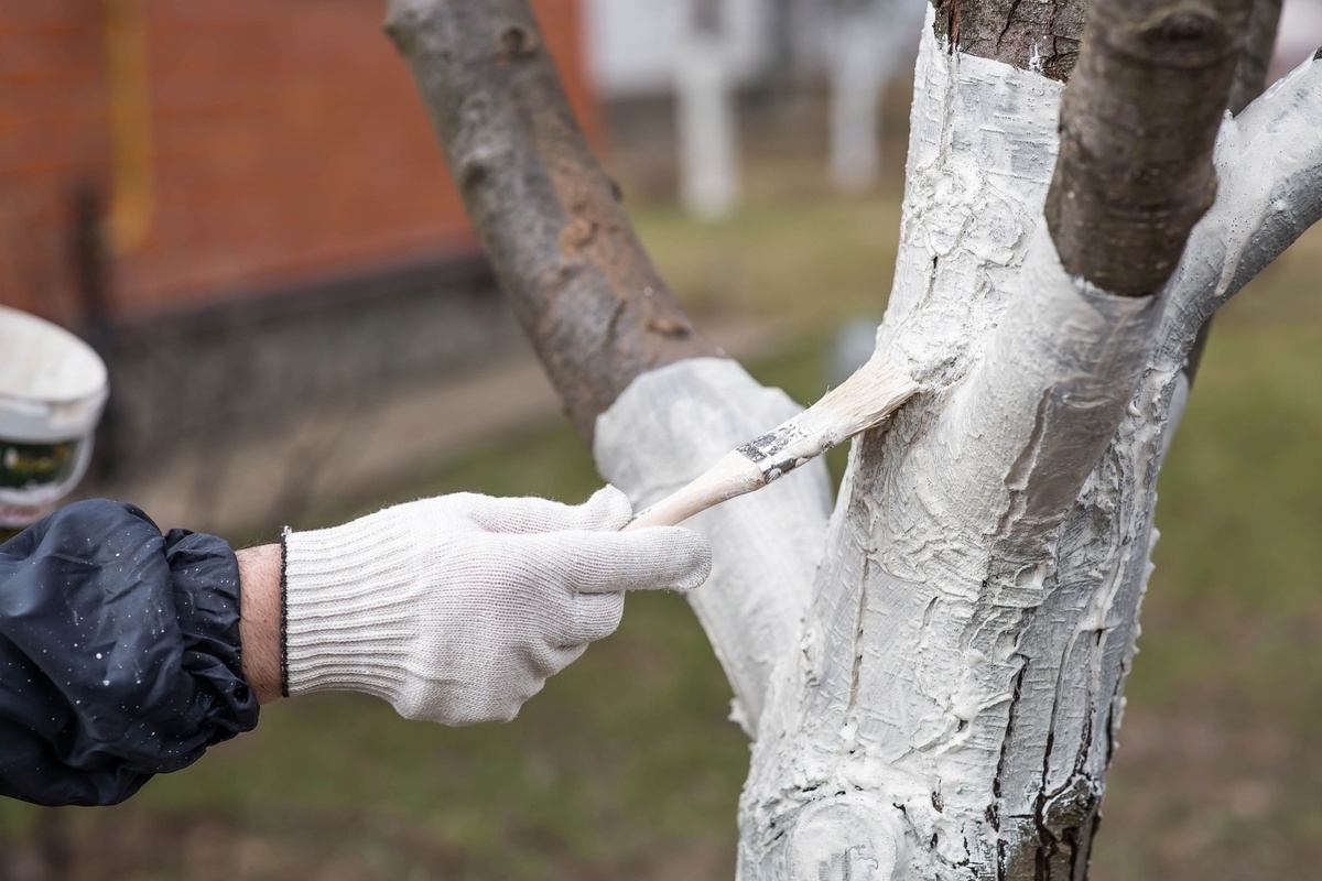 Jakmile teploty vystoupají nad nulu, natřete stromy vápnem