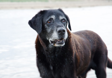 Psi, kteří se dožívají i dvakrát víc než ostatní. Psi, kteří se dožívají i dvakrát víc než ostatní.