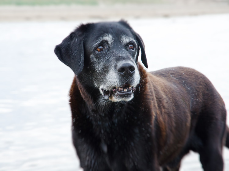 Psi, kteří se dožívají i dvakrát víc než ostatní. Psi, kteří se dožívají i dvakrát víc než ostatní.