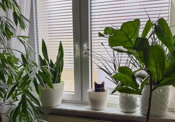 Výběr správného typu květináče je velmi důležitý.