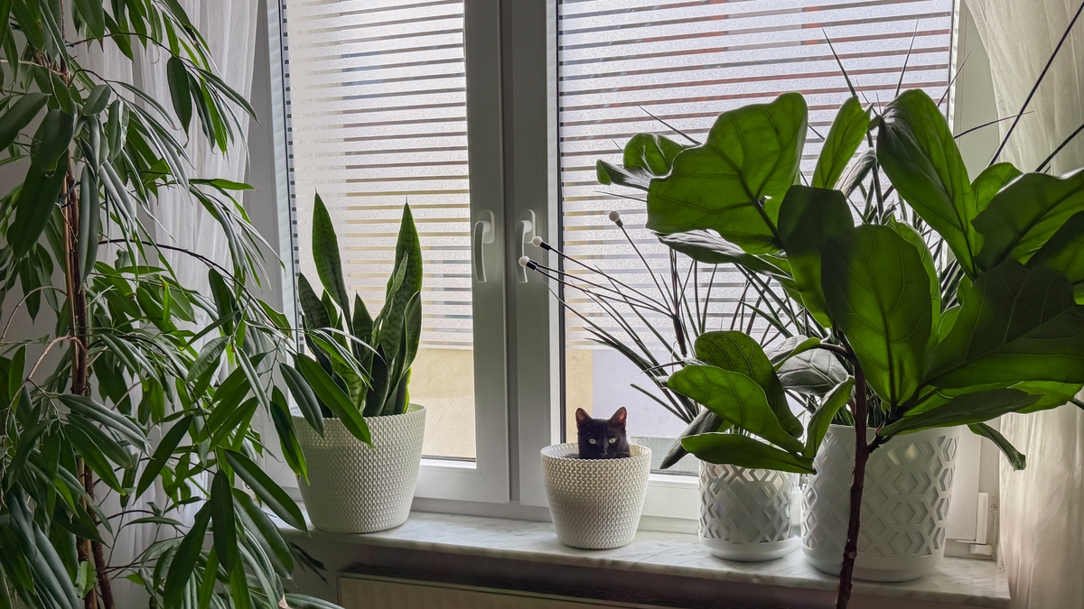 Výběr správného typu květináče je velmi důležitý.