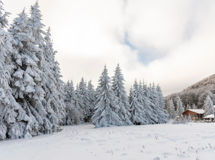 Podle nejnovějších předpovědí máme v lednu reálnou šanci zažít pohádkovou zimu. Podle nejnovějších předpovědí máme v lednu reálnou šanci zažít pohádkovou zimu.