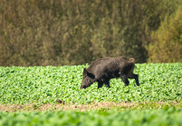 Velká pole jsou pro divočáky neomezeným zdrojem potravy.