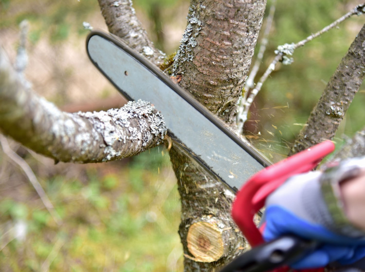 Můžete si větve přesahující přes plot prostě uříznout? Můžete si větve přesahující přes plot prostě uříznout?