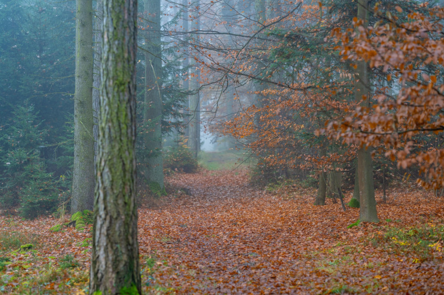 Na začátku listopadu může být teplo, ale deštivo