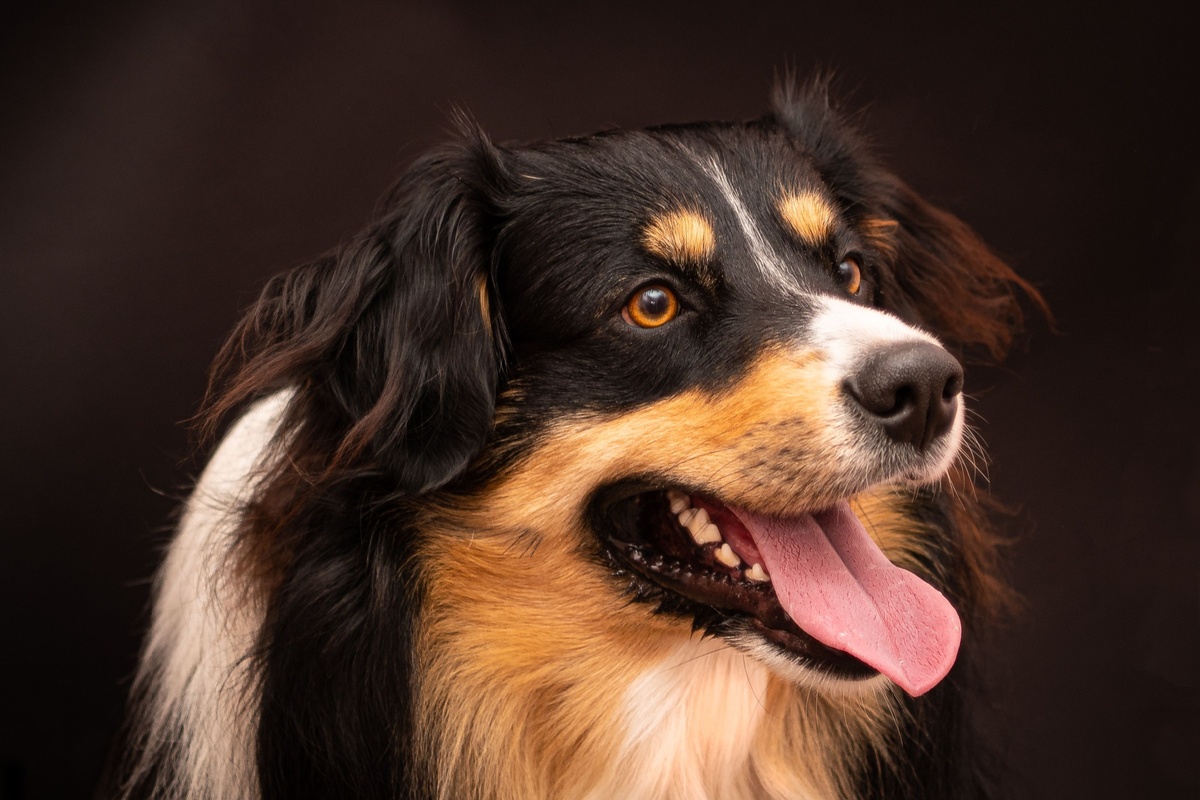 Zrychlené dýchání u psa může být znakem nemoci. 