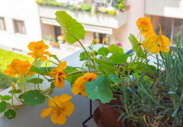 Severně orientované balkony mohou být z hlediska pěstování problematické. Severně orientované balkony mohou být z hlediska pěstování problematické.