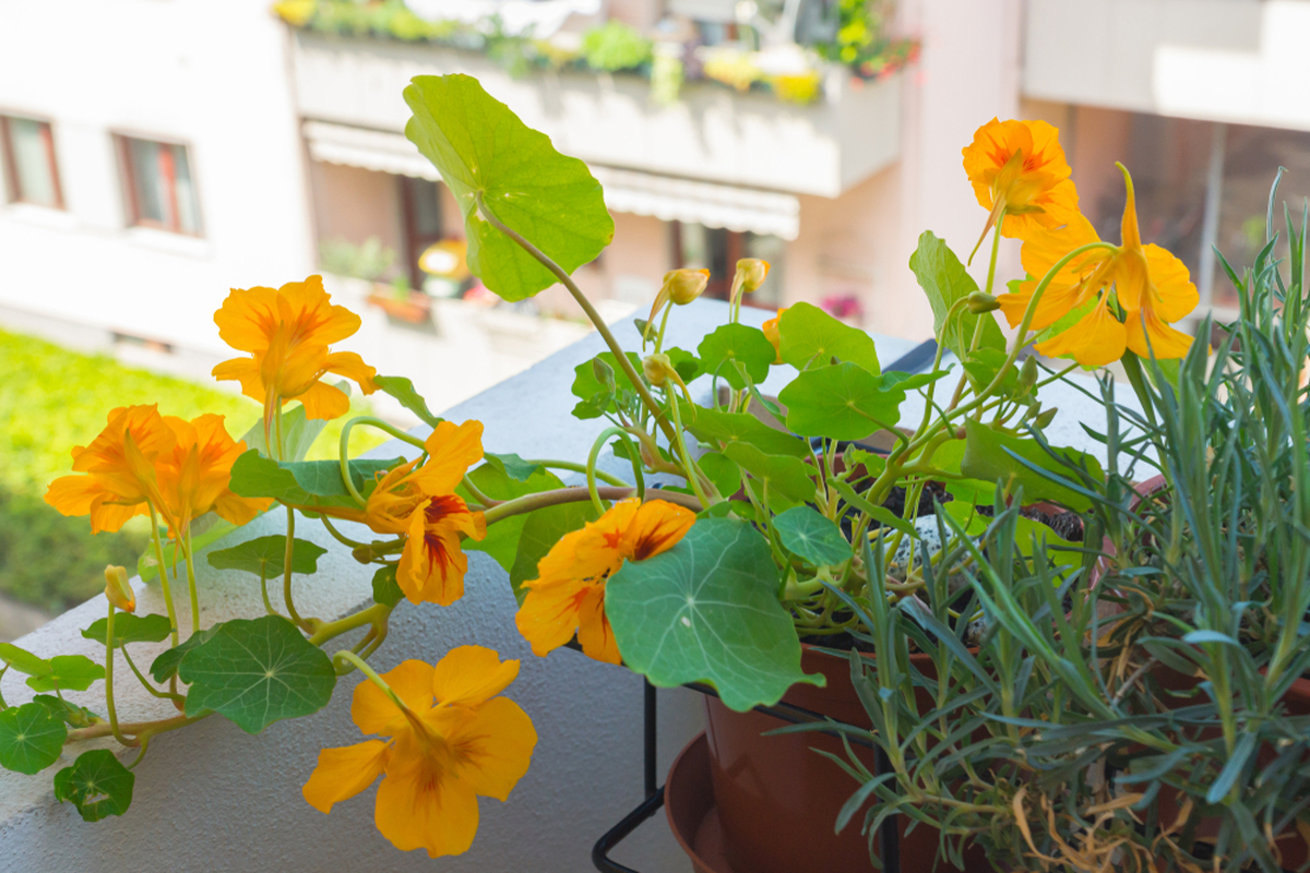 Severně orientované balkony mohou být z hlediska pěstování problematické. Severně orientované balkony mohou být z hlediska pěstování problematické.