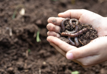 Žížaly jsou v zahrádce neocenitelnými pomocníky.