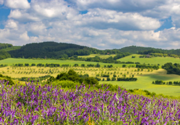 Jaro by mělo v Česku udeřit plnou silou. 