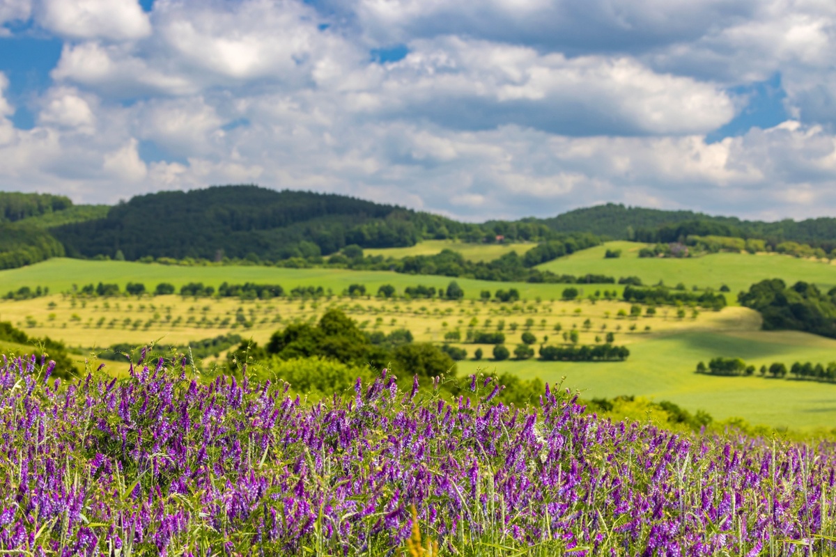 Jaro by mělo v Česku udeřit plnou silou. 