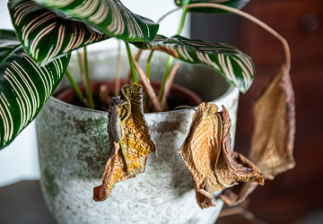 Pokud vás v zimě trápí péče o rostliny, zkuste jednoduchý trik Pokud vás v zimě trápí péče o rostliny, zkuste jednoduchý trik