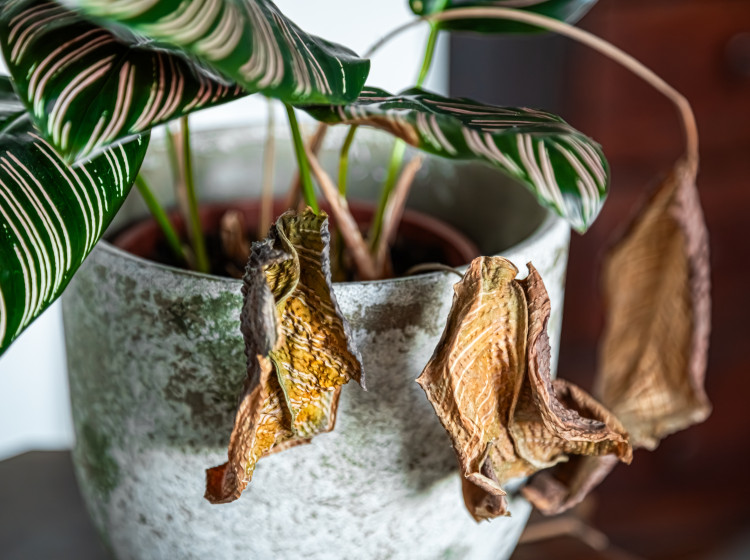 Pokud vás v zimě trápí péče o rostliny, zkuste jednoduchý trik