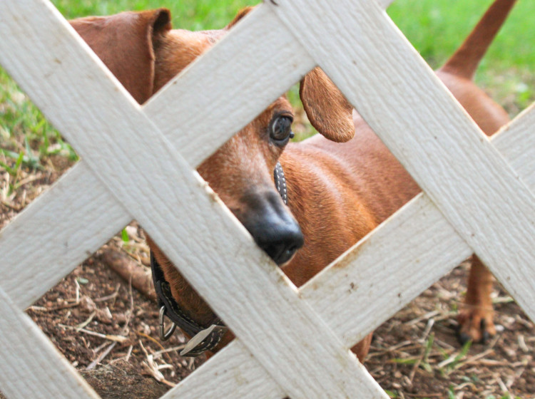 Soused si stěžoval na štěkot Soused si stěžoval na štěkot