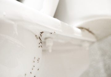 Mravenci na jaře začínají být aktivní. 