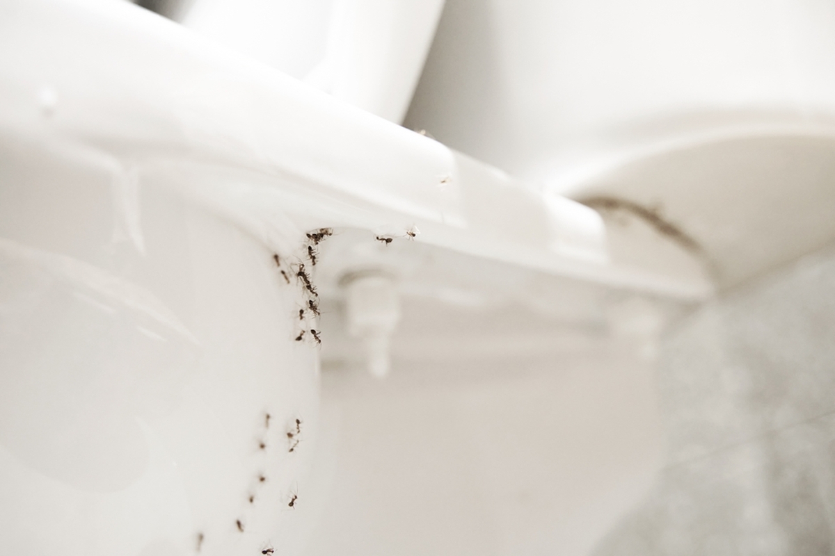 Mravenci na jaře začínají být aktivní. 