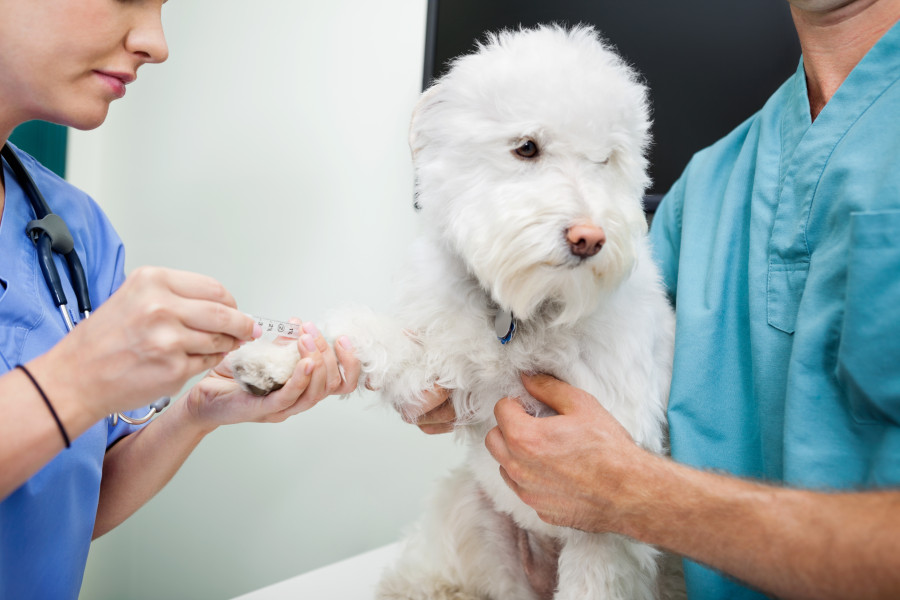Veterináři doporučují alespoň jednou ročně krevní test, který dokáže odhalit poškození ledvin včas.