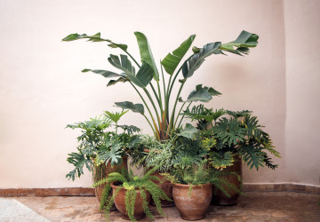 Zelené rostliny uvnitř pomáhají s kvalitou podmínek. Zelené rostliny uvnitř pomáhají s kvalitou podmínek.