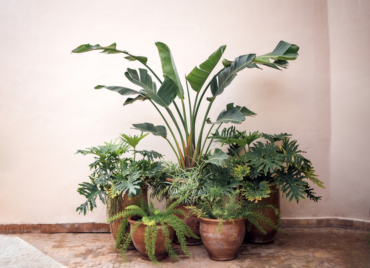 Zelené rostliny uvnitř pomáhají s kvalitou podmínek. Zelené rostliny uvnitř pomáhají s kvalitou podmínek.