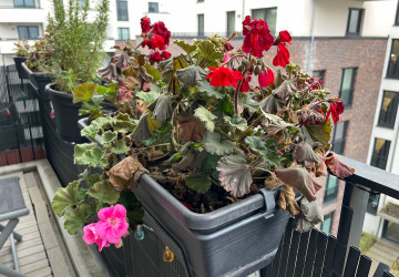 Na rozdíl od muškátů tato rostlina kvete i v zimě Na rozdíl od muškátů tato rostlina kvete i v zimě