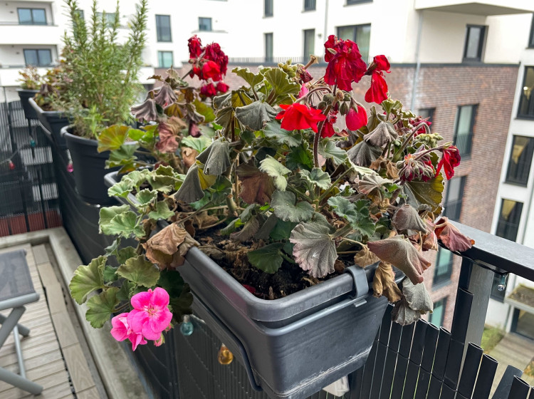 Na rozdíl od muškátů tato rostlina kvete i v zimě