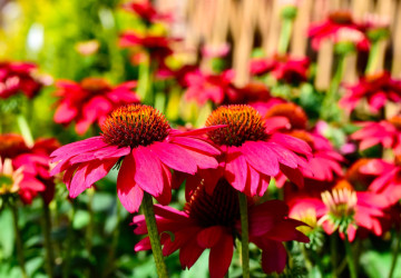 Tato krásná rostlina kvete až do podzimu Tato krásná rostlina kvete až do podzimu