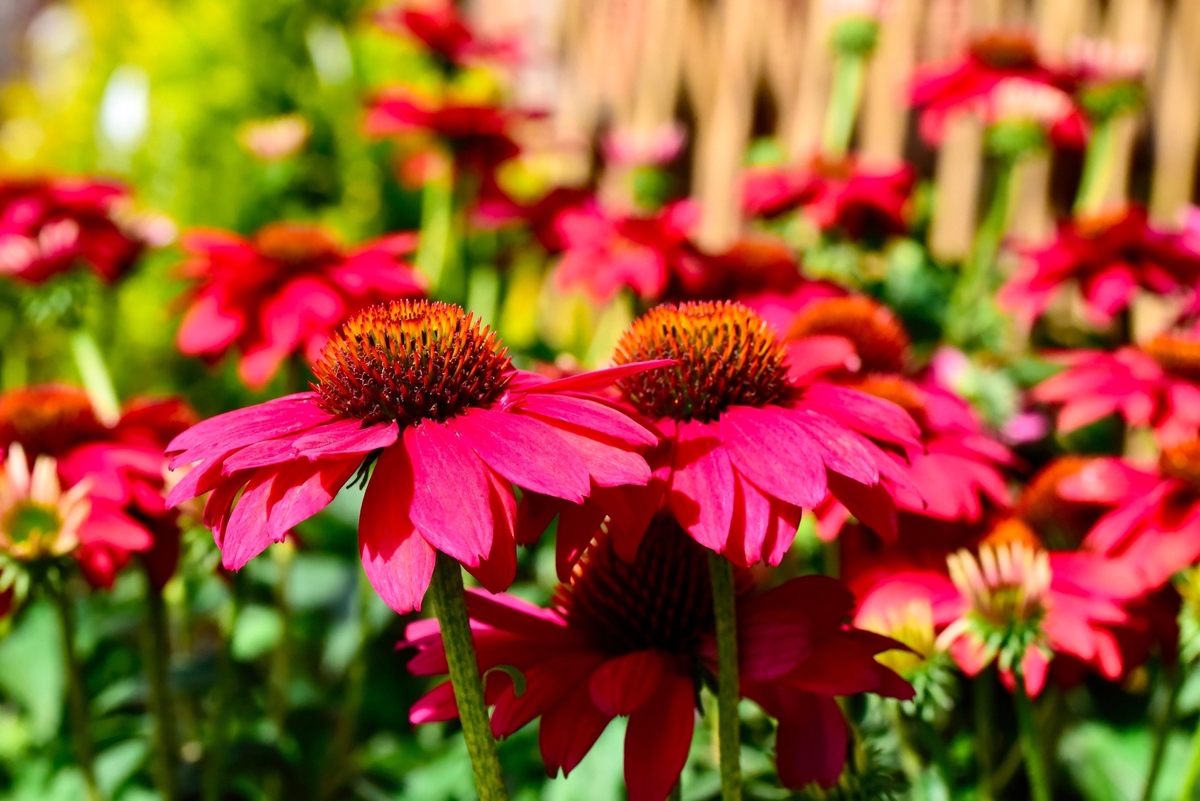Tato krásná rostlina kvete až do podzimu