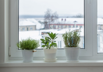 Bylinky nejsou jediným přírodním produktem, který hmyzu příliš nevoní.