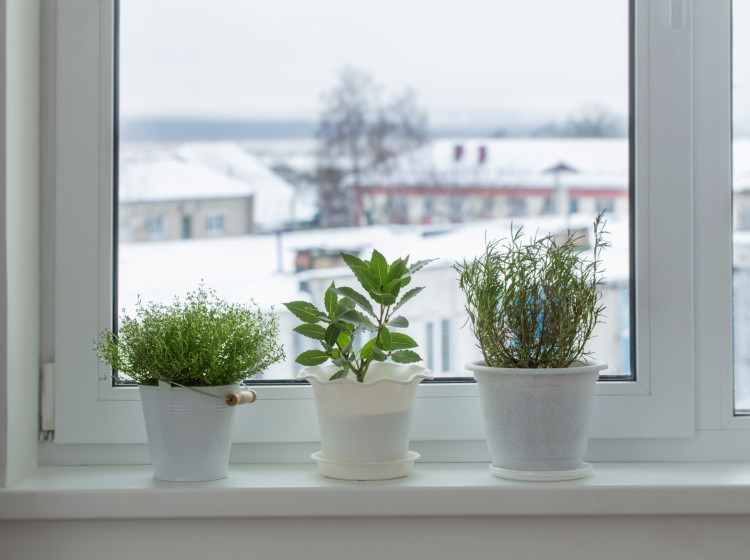 Bylinky nejsou jediným přírodním produktem, který hmyzu příliš nevoní.