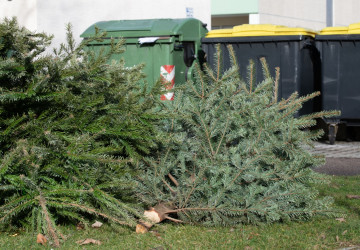 Vánočních stromků je nutné se zbavit správně