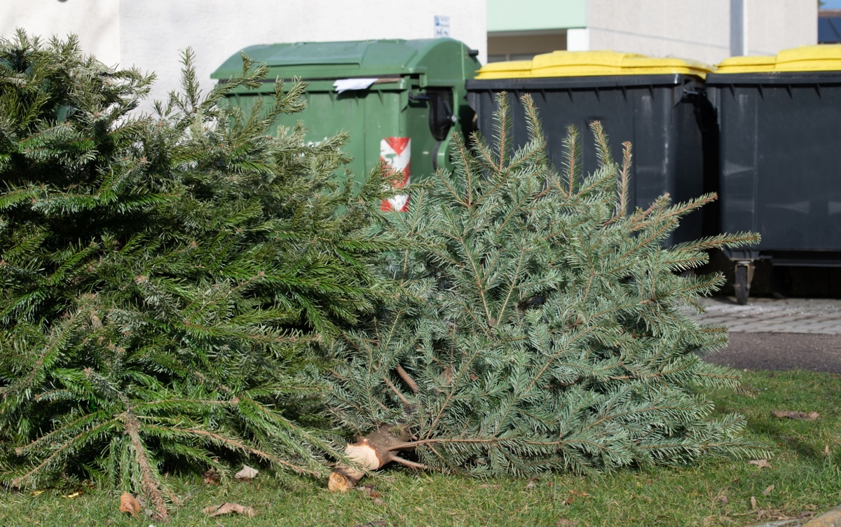 Vánočních stromků je nutné se zbavit správně Vánočních stromků je nutné se zbavit správně