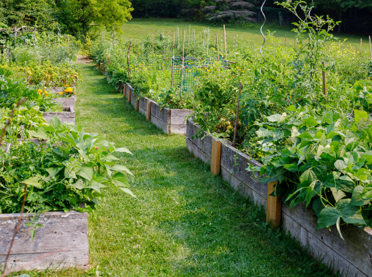 Některé suroviny, které dříve působily obyčejně, dnes znovu objevujeme jako cennou součást pestré stravy. Některé suroviny, které dříve působily obyčejně, dnes znovu objevujeme jako cennou součást pestré stravy.
