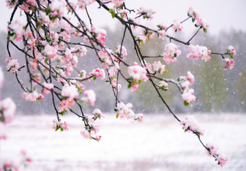 Na Česko se opět žene sníh a noční mrazy. Na Česko se opět žene sníh a noční mrazy.
