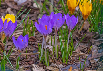 Roste u nás vysoce ceněná rostlina jako plevel? Roste u nás vysoce ceněná rostlina jako plevel?