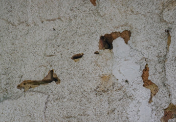 Ptáci mohou poškozovat fasády. 