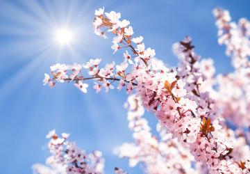 První týden v květnu svítí  slunce