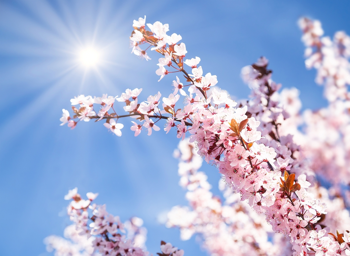 První týden v květnu svítí  slunce