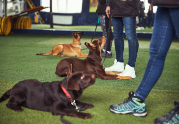 Byla odhalena 3 nejhloupější plemena psů na světě