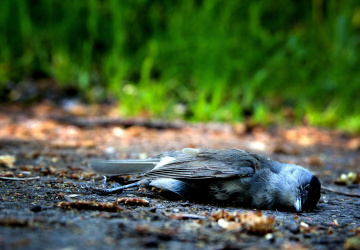 Uhynulý pták