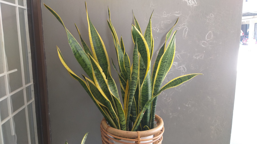 Ostré listy jsou symbolem sporů a hádek.